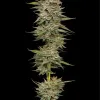 Banana OG Auto