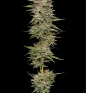 Banana OG Auto