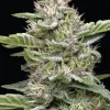 Garlic Budder