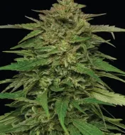 Mango Sherbert Auto