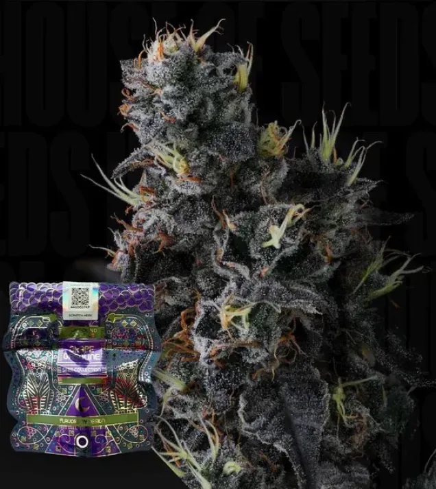 Giggin' Grapes