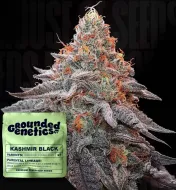 Kashmir Black