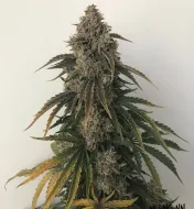 Beary White Auto