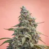 Canna-Cheese CBD 1:1 Auto