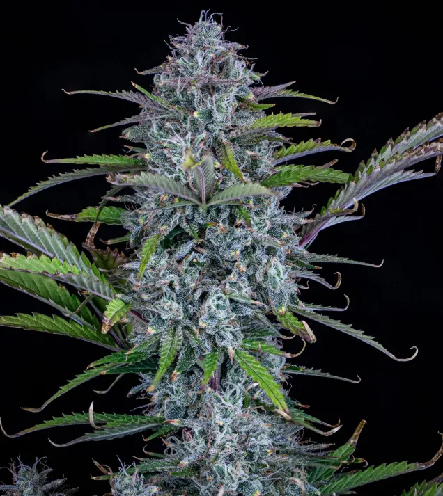 Chemdogging Auto