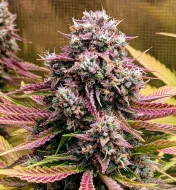 Deez Nuggs Auto