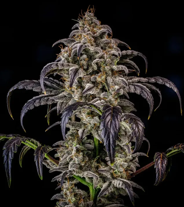Double Grape Auto