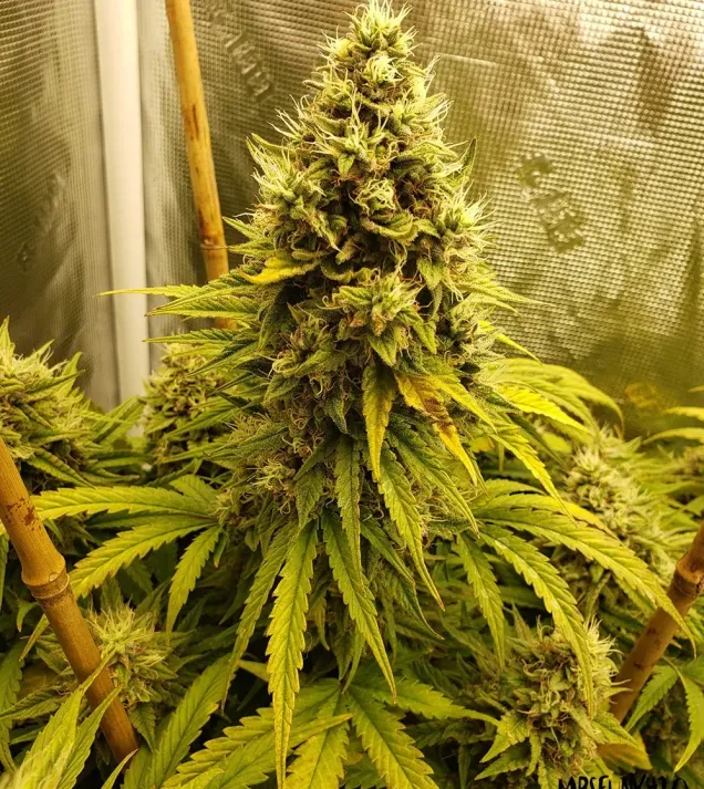 Heisenberg Special Auto