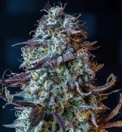 Mephisto's Wedding Auto