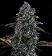 Northern Cheese Haze Auto