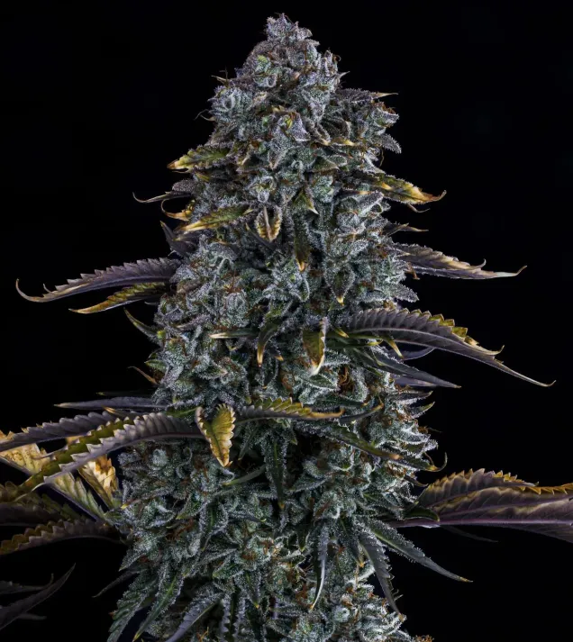 Northern Cheese Haze Auto