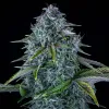 Orange Diesel Auto