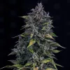 S.O.D.K Auto