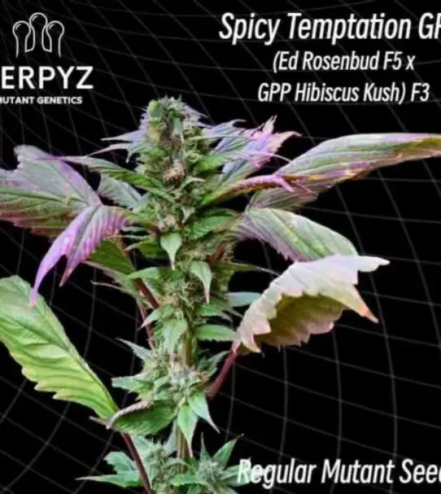 Spicy Temptation GPP Regular