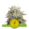 Mimosa Automatic V&Yacute;PRODEJ