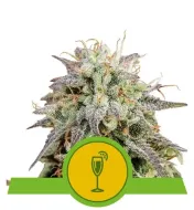 Mimosa Automatic V&Yacute;PRODEJ