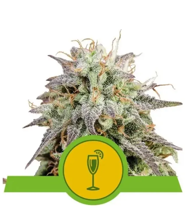Mimosa Automatic V&Yacute;PRODEJ