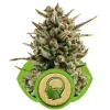Amnesia Haze Automatic V&Yacute;PRODEJ