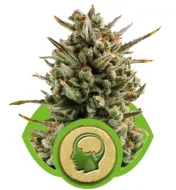 Amnesia Haze Automatic V&Yacute;PRODEJ