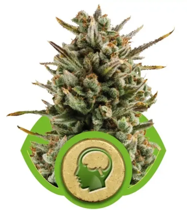 Amnesia Haze Automatic V&Yacute;PRODEJ