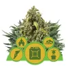 Autoflowering Mix V&Yacute;PRODEJ