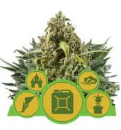 Autoflowering Mix V&Yacute;PRODEJ