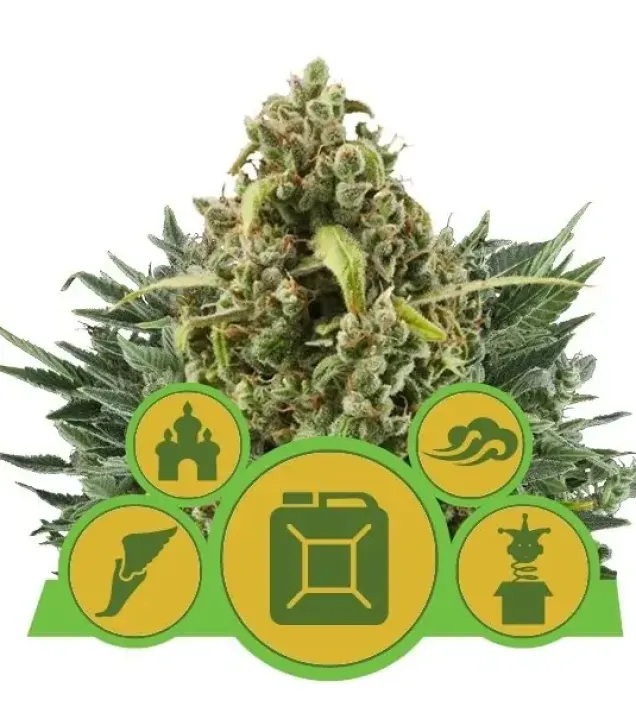 Autoflowering Mix V&Yacute;PRODEJ