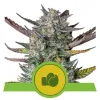 Purple Punch Automatic V&Yacute;PRODEJ