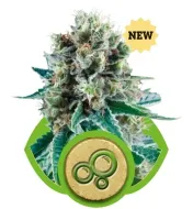 Bubble Kush Automatic V&Yacute;PRODEJ