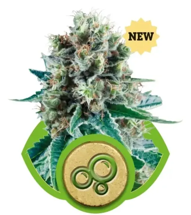 Bubble Kush Automatic V&Yacute;PRODEJ