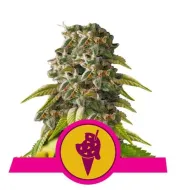 Cookies Gelato V&Yacute;PRODEJ
