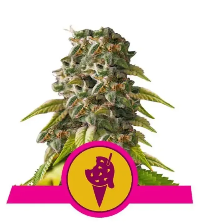 Cookies Gelato V&Yacute;PRODEJ
