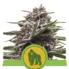 Royal Gorilla Automatic V&Yacute;PRODEJ