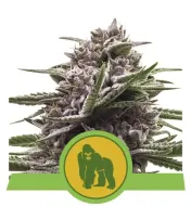 Royal Gorilla Automatic V&Yacute;PRODEJ