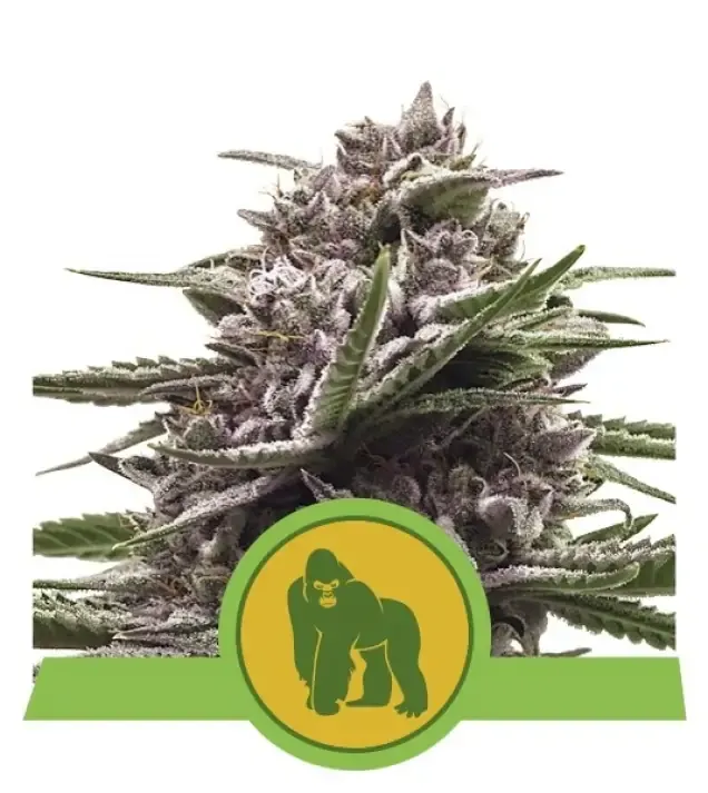 Royal Gorilla Automatic V&Yacute;PRODEJ