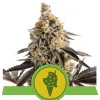 Cookies Gelato Auto V&Yacute;PRODEJ