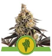 Cookies Gelato Auto V&Yacute;PRODEJ