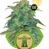 Royal Haze Automatic V&Yacute;PRODEJ