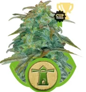 Royal Haze Automatic V&Yacute;PRODEJ