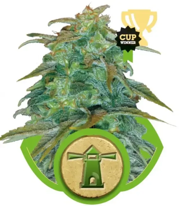 Royal Haze Automatic V&Yacute;PRODEJ