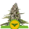 Sherbet Queen Automatic V&Yacute;PRODEJ