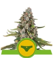 Sherbet Queen Automatic V&Yacute;PRODEJ