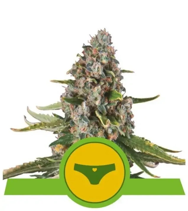 Sherbet Queen Automatic V&Yacute;PRODEJ