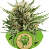 Sweet Skunk Automatic V&Yacute;PRODEJ