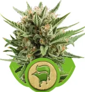 Sweet Skunk Automatic V&Yacute;PRODEJ