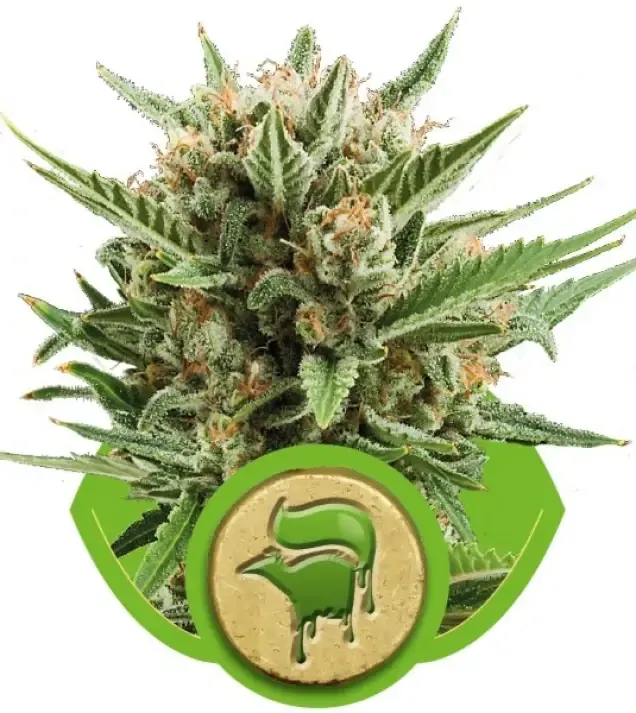 Sweet Skunk Automatic V&Yacute;PRODEJ