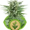 Easy Bud V&Yacute;PRODEJ