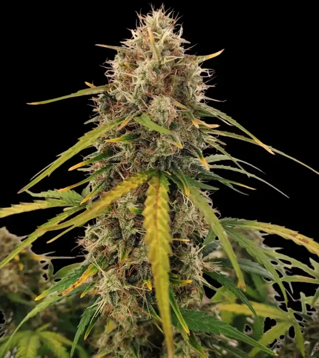 AK 2.0 XL Auto - Ganja Farmer