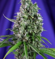 Sweet Trainwreck Auto