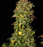 Black Jack Auto